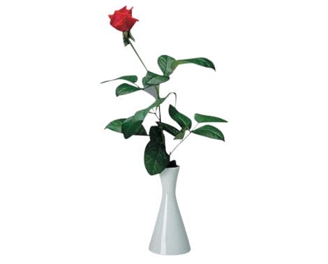 Hvid, moderne vase fra Brønnum med enkel og elegant form – vist med en rød rose.